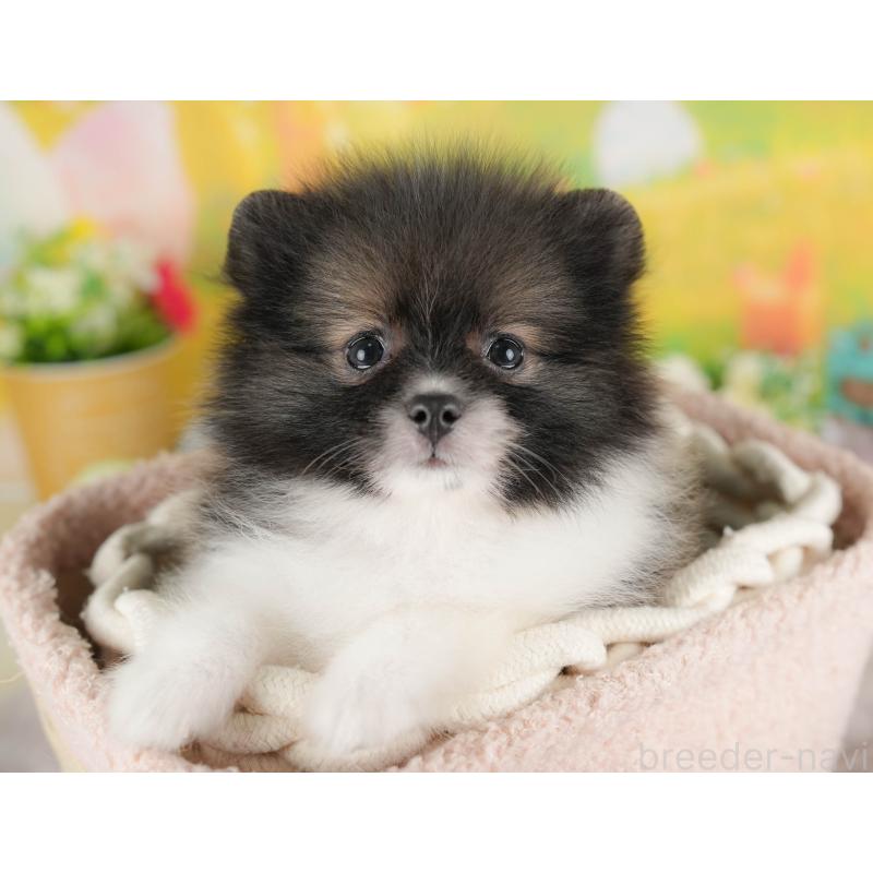 販売中の栃木県のポメラニアン-422689の3枚目