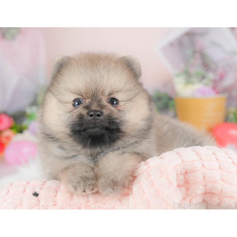 販売中の栃木県のポメラニアン-422693の1枚目