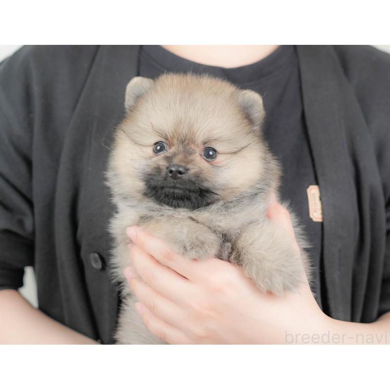 販売中の栃木県のポメラニアン-422693の9枚目