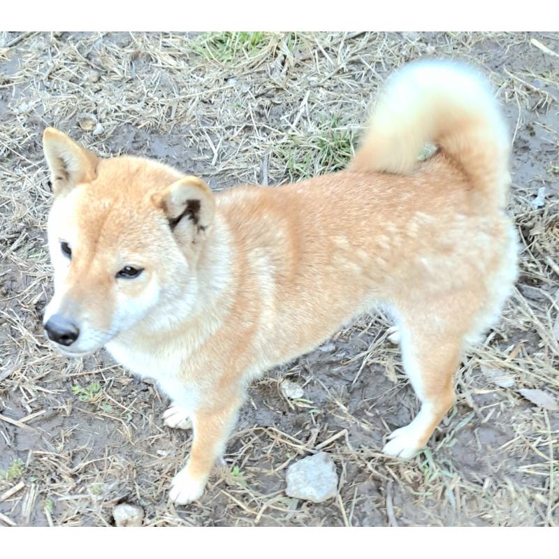 らんちゃん1枚目