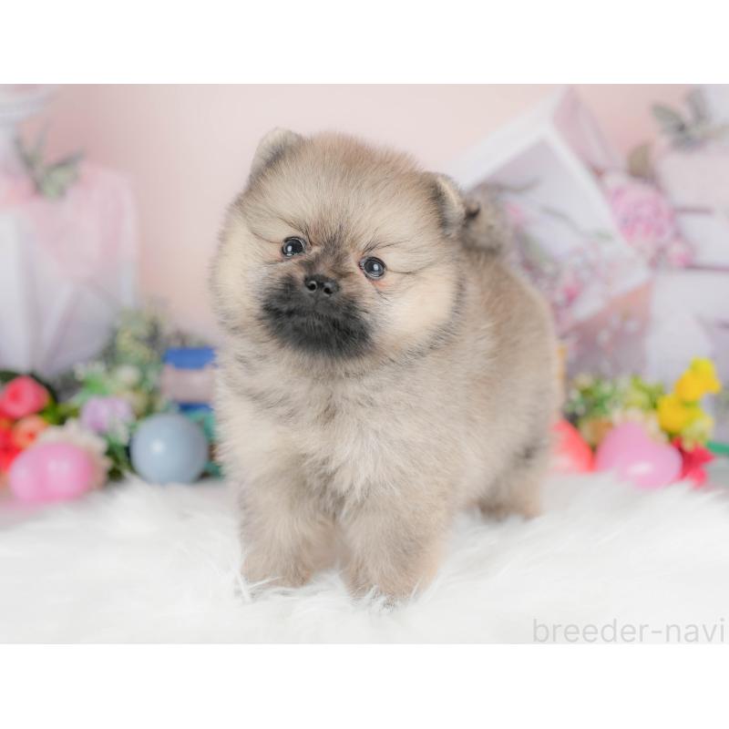 販売中の栃木県のポメラニアン-422693の8枚目