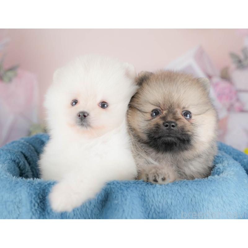 販売中の栃木県のポメラニアン-422693の7枚目