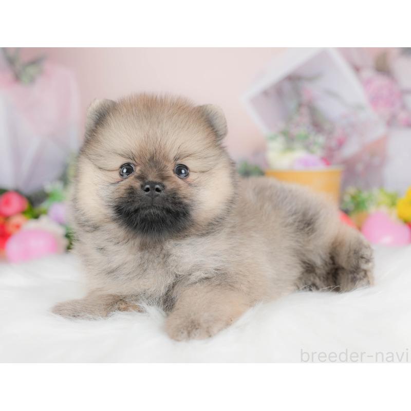 販売中の栃木県のポメラニアン-422693の6枚目