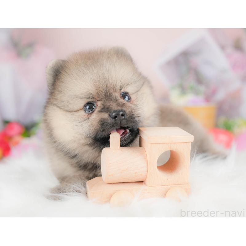 販売中の栃木県のポメラニアン-422693の5枚目