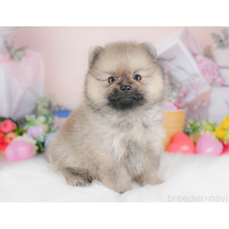 販売中の栃木県のポメラニアン-422693の4枚目