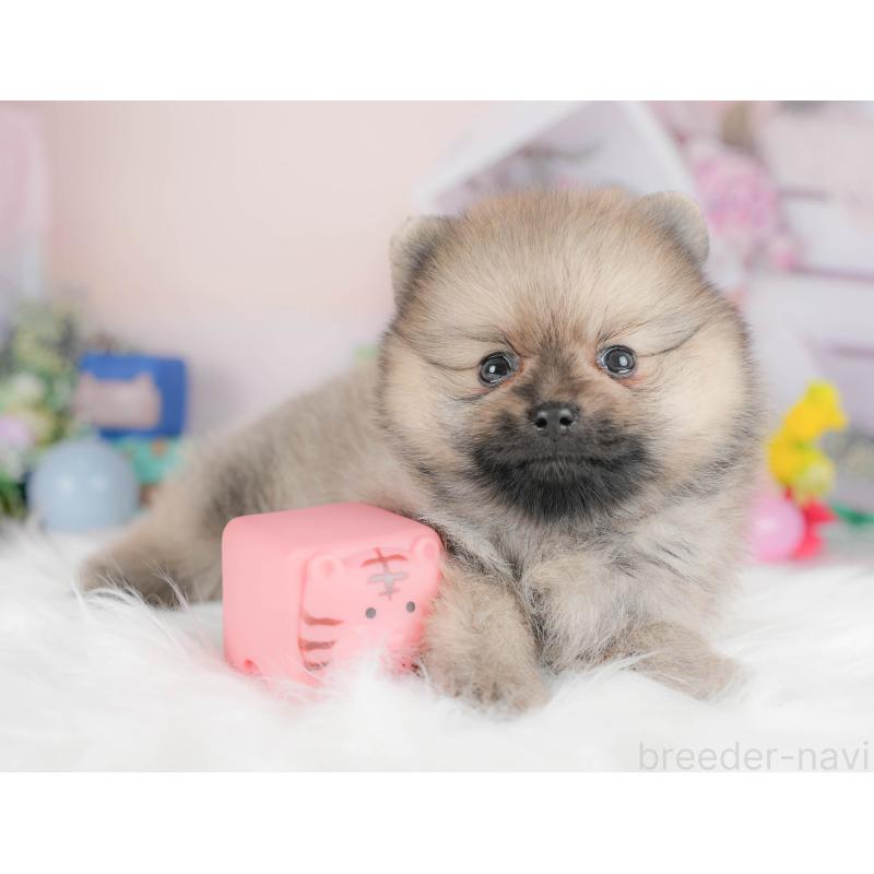 販売中の栃木県のポメラニアン-422693の3枚目