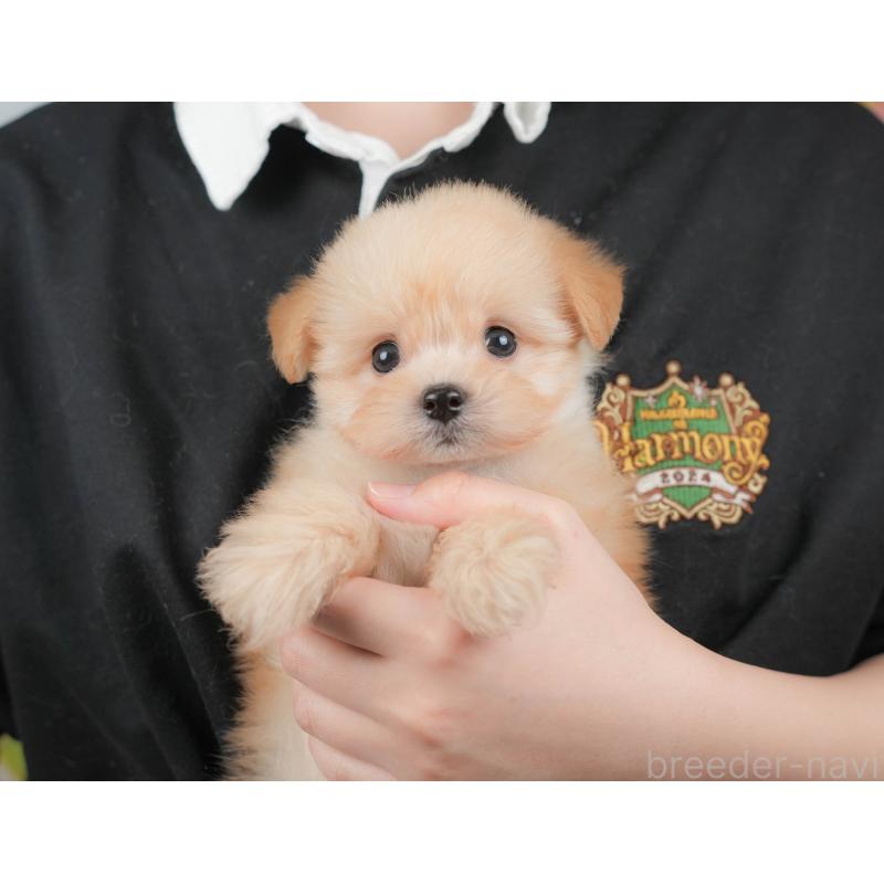 販売中の栃木県のポメプー:ポメラニアン×トイプードル-422697の9枚目