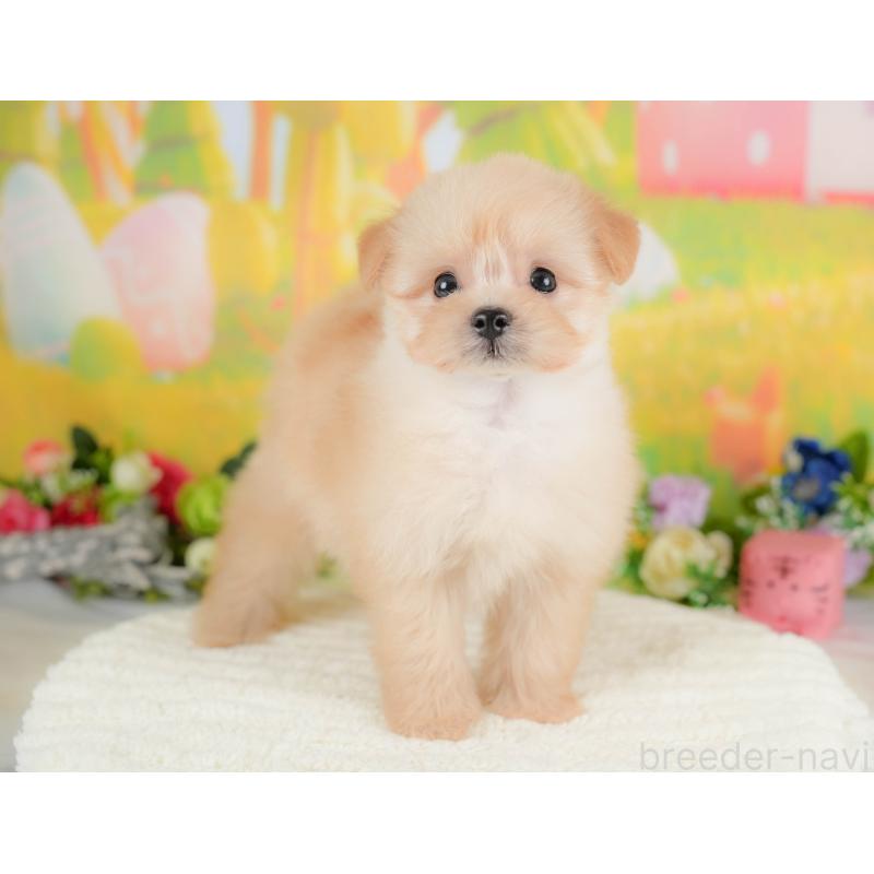 販売中の栃木県のポメプー:ポメラニアン×トイプードル-422697の8枚目