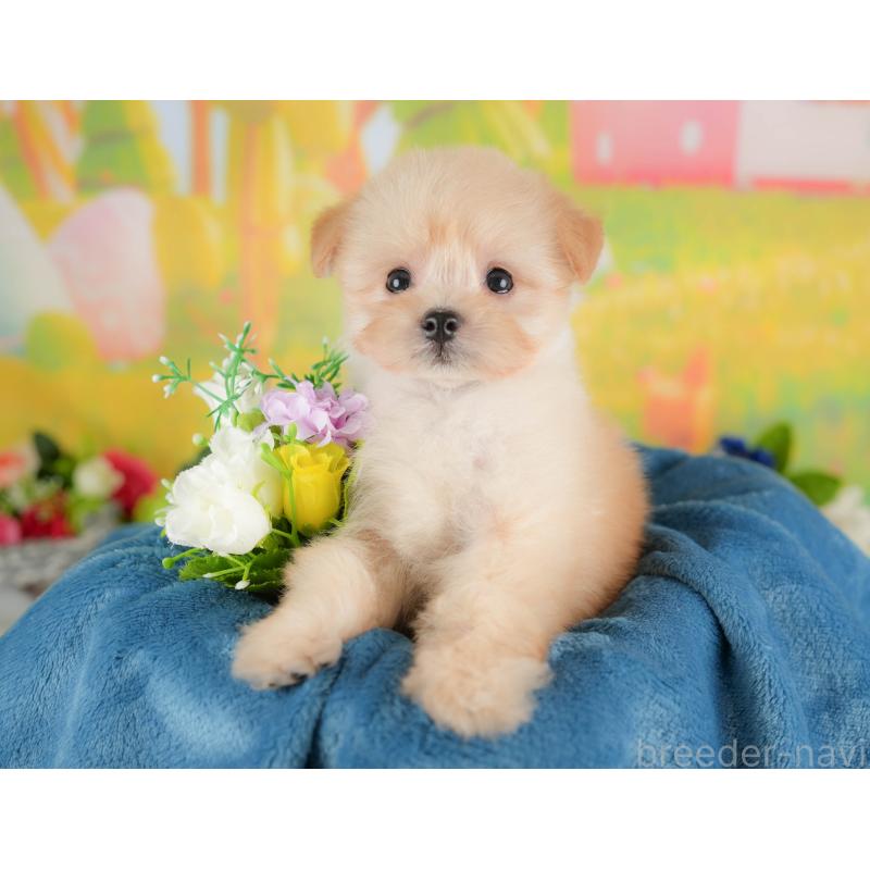 販売中の栃木県のポメプー:ポメラニアン×トイプードル-422697の7枚目