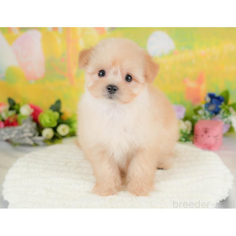 販売中の栃木県のポメプー:ポメラニアン×トイプードル-422697の6枚目