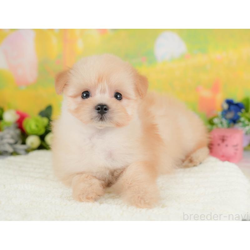 販売中の栃木県のポメプー:ポメラニアン×トイプードル-422697の5枚目