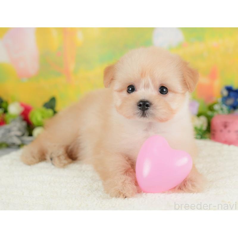 販売中の栃木県のポメプー:ポメラニアン×トイプードル-422697の4枚目