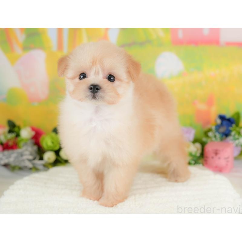 販売中の栃木県のポメプー:ポメラニアン×トイプードル-422697の3枚目