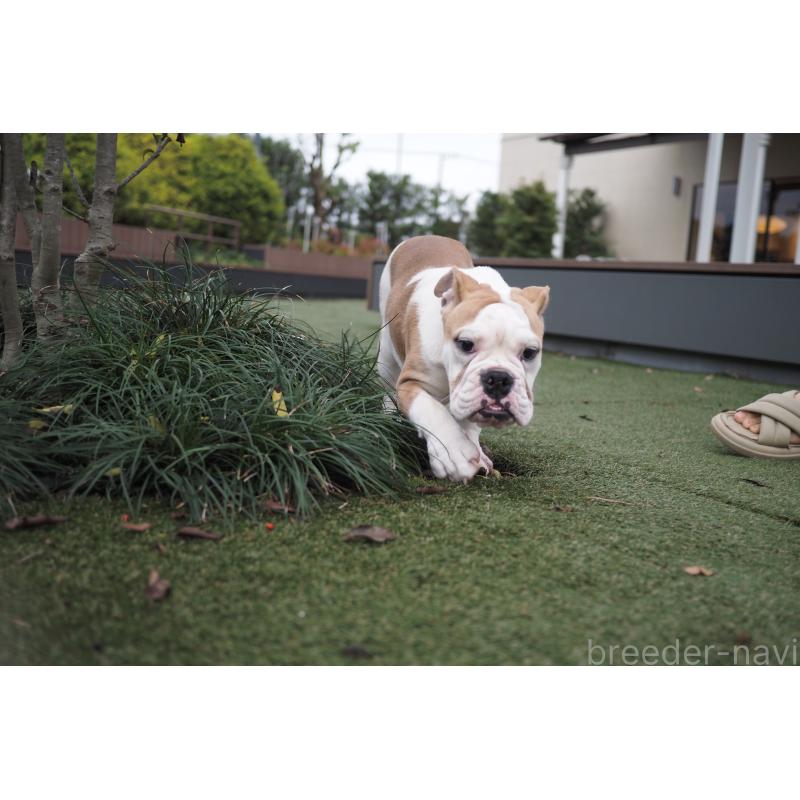 販売中の千葉県のブルドッグ-403598の5枚目