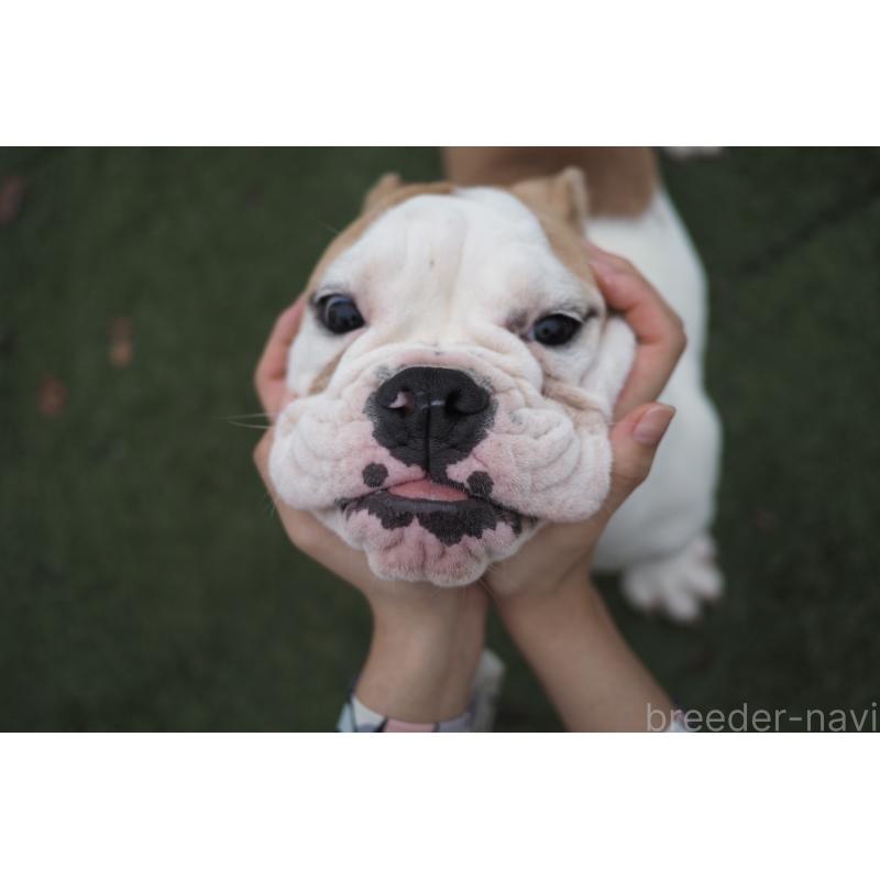 販売中の千葉県のブルドッグ-403598の4枚目