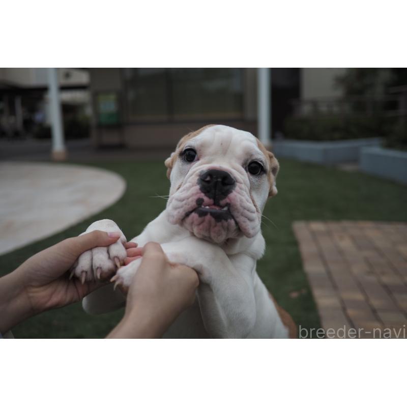 販売中の千葉県のブルドッグ-403598の3枚目