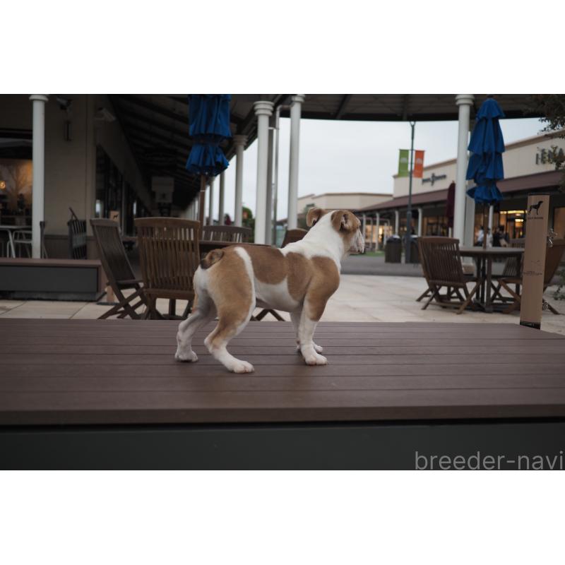 販売中の千葉県のブルドッグ-403598の2枚目