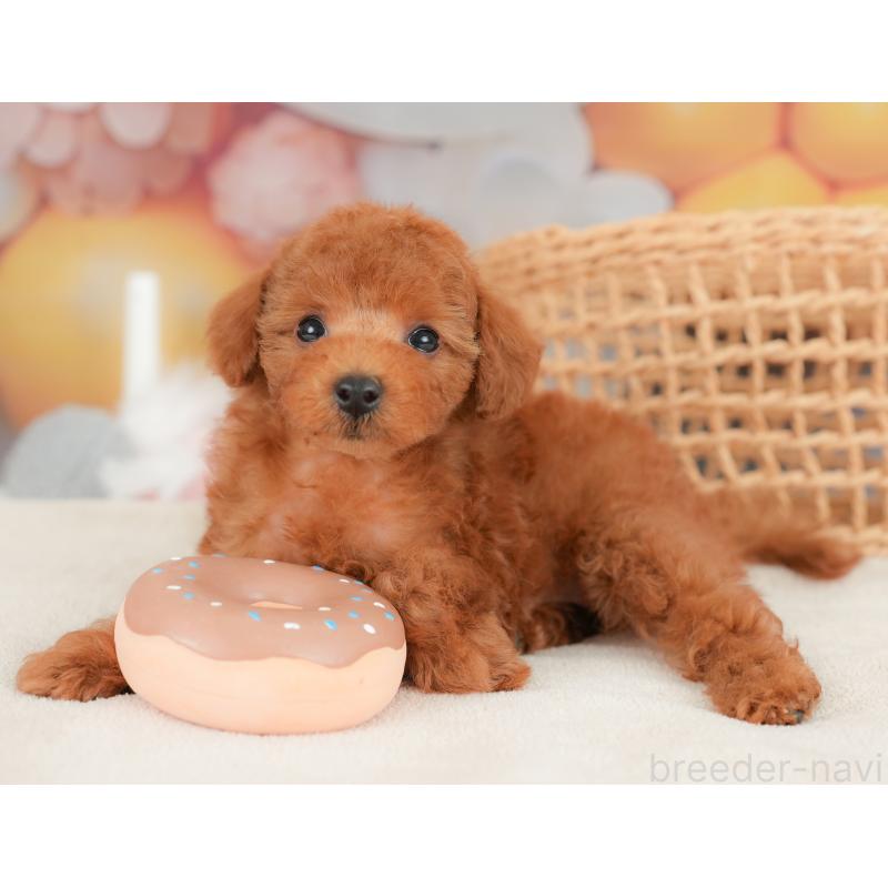 販売中の栃木県のトイプードル-422705の11枚目