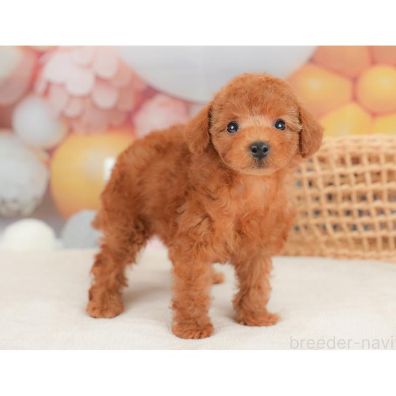 販売中の栃木県のトイプードル-422705の10枚目