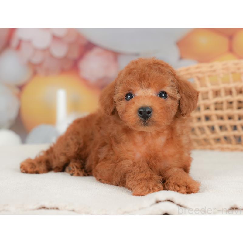 販売中の栃木県のトイプードル-422705の9枚目