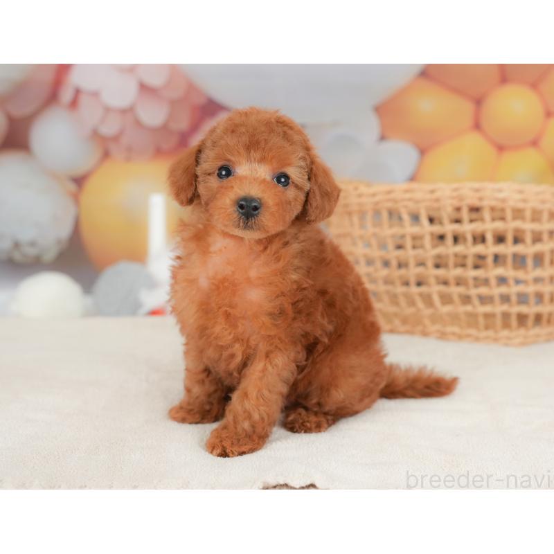 販売中の栃木県のトイプードル-422705の8枚目