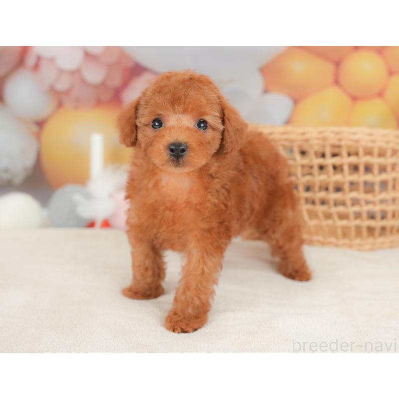 販売中の栃木県のトイプードル-422705の6枚目