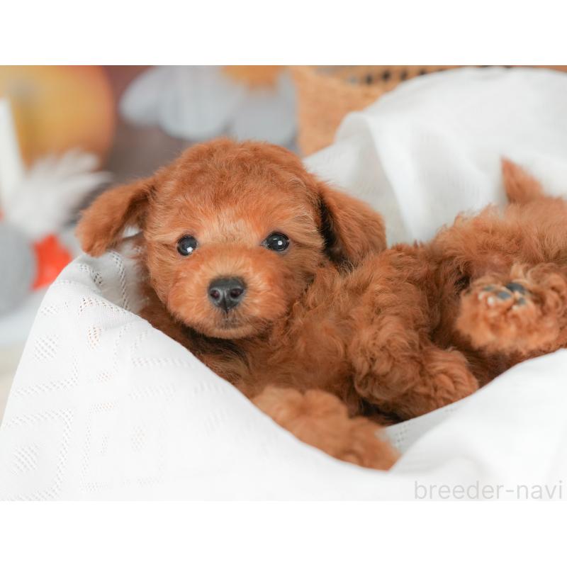 販売中の栃木県のトイプードル-422705の5枚目