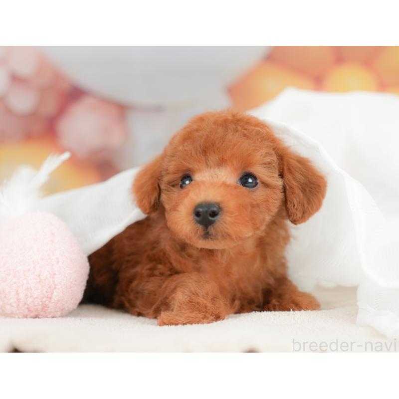 販売中の栃木県のトイプードル-422705の3枚目