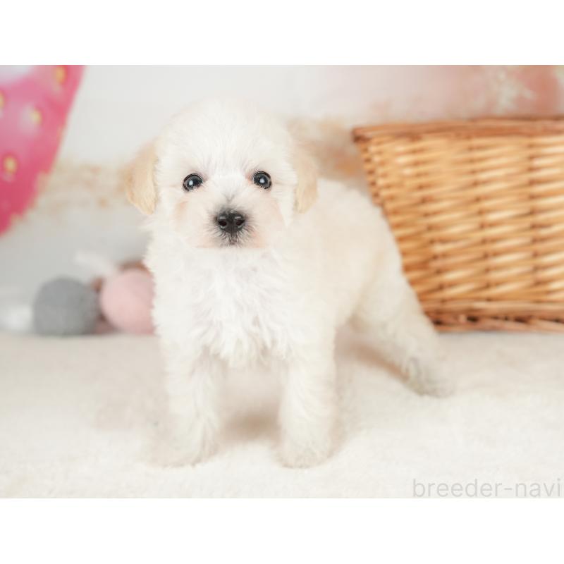 販売中の栃木県のビションプー:ビションフリーゼ×トイプードル-422722の11枚目