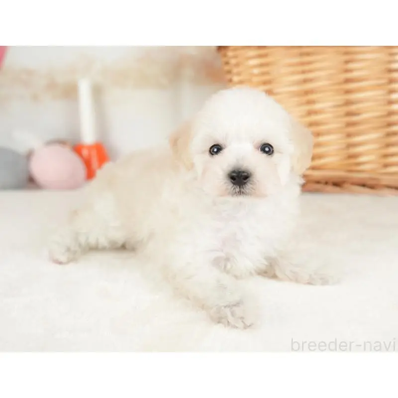 販売中の栃木県のビションプー:ビションフリーゼ×トイプードル-422722