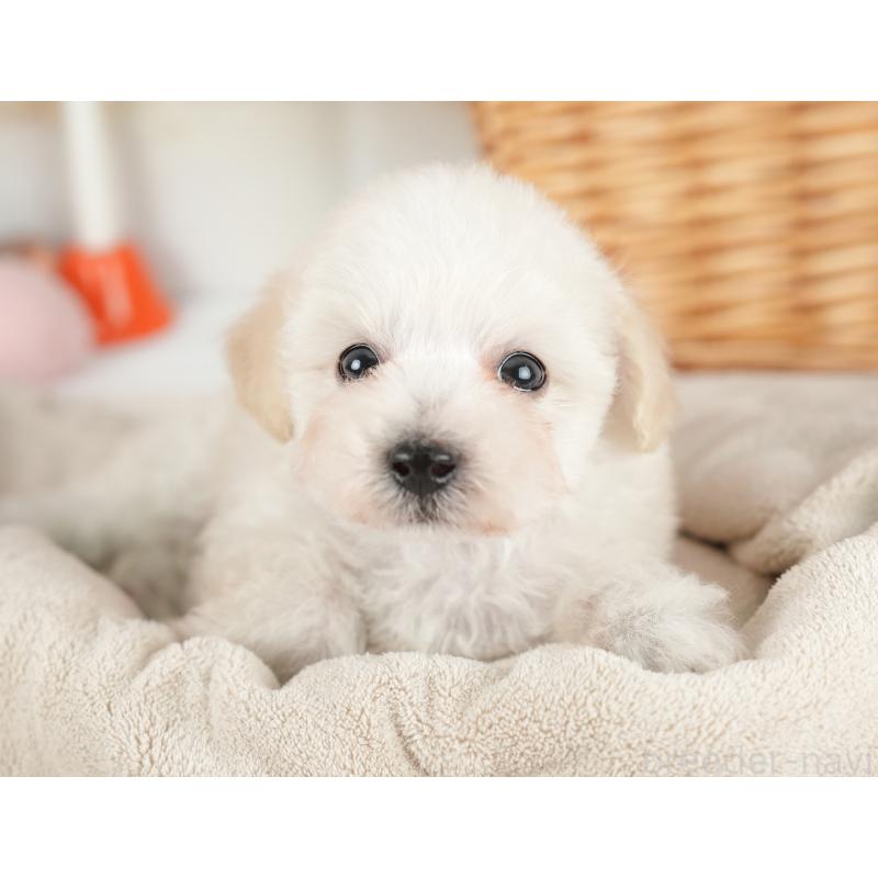 販売中の栃木県のビションプー:ビションフリーゼ×トイプードル-422722の10枚目