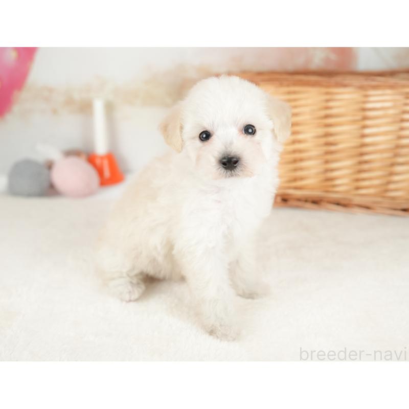 販売中の栃木県のビションプー:ビションフリーゼ×トイプードル-422722の9枚目