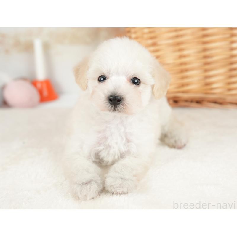販売中の栃木県のビションプー:ビションフリーゼ×トイプードル-422722の8枚目