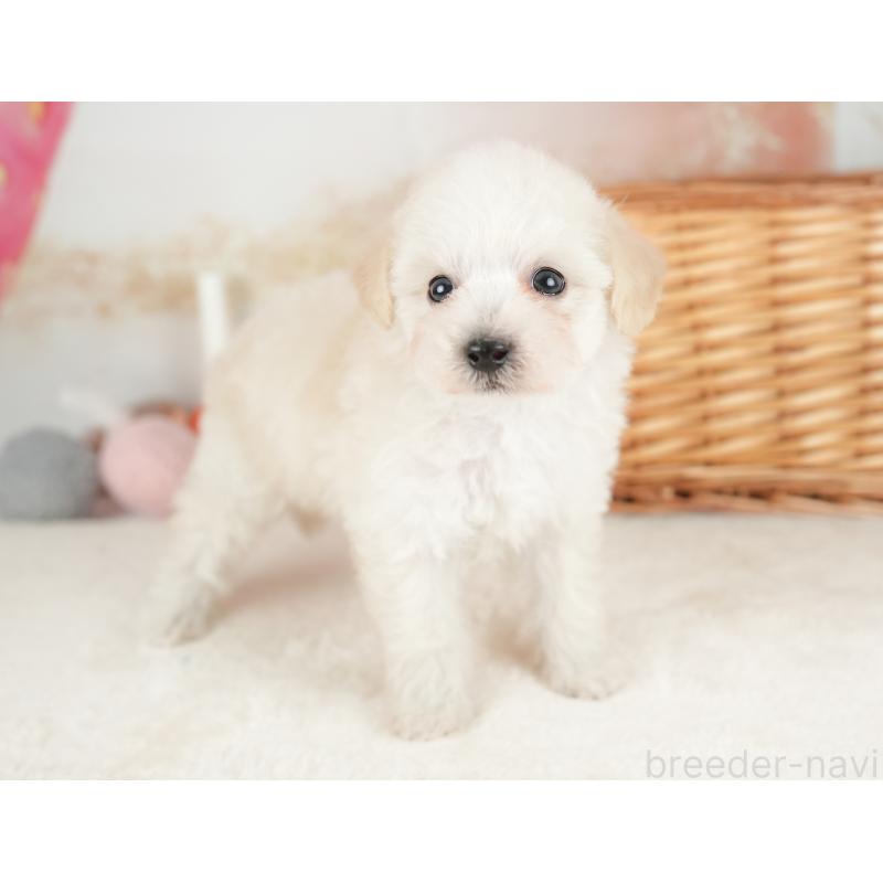 販売中の栃木県のビションプー:ビションフリーゼ×トイプードル-422722の7枚目