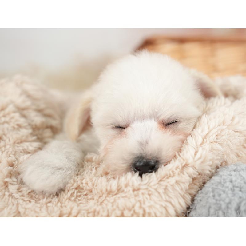 販売中の栃木県のビションプー:ビションフリーゼ×トイプードル-422722の6枚目