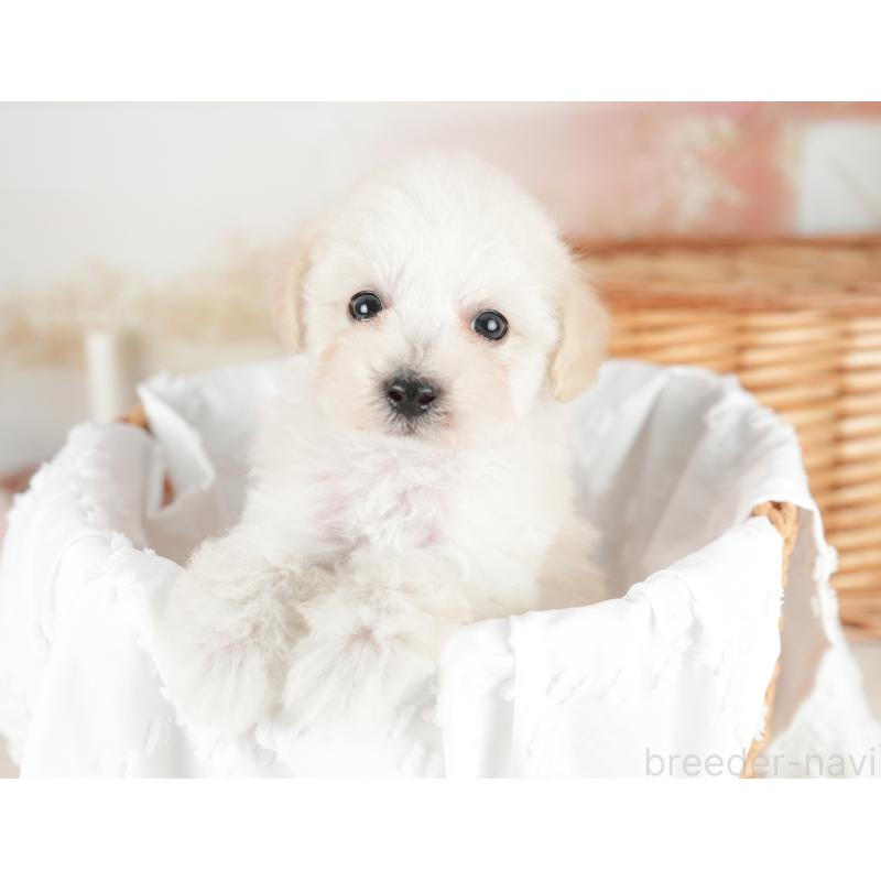 販売中の栃木県のビションプー:ビションフリーゼ×トイプードル-422722の5枚目