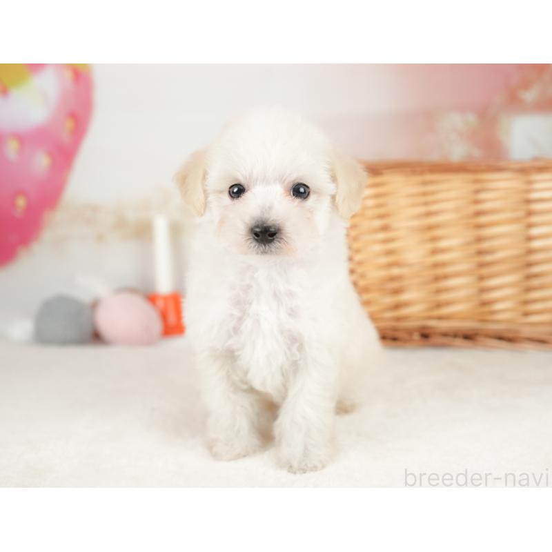 販売中の栃木県のビションプー:ビションフリーゼ×トイプードル-422722の4枚目