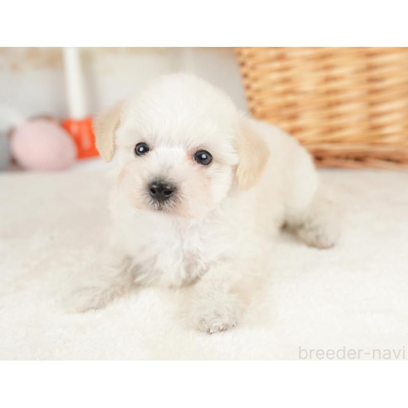 販売中の栃木県のビションプー:ビションフリーゼ×トイプードル-422722の3枚目