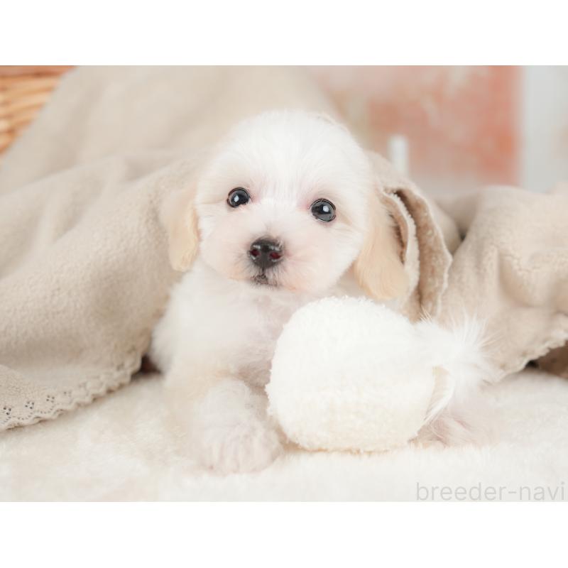 販売中の栃木県のビションプー:ビションフリーゼ×トイプードル-422726の9枚目