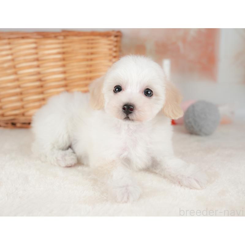 販売中の栃木県のビションプー:ビションフリーゼ×トイプードル-422726の8枚目