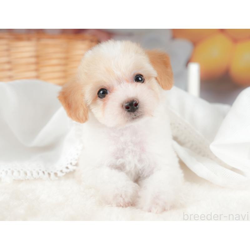 販売中の栃木県のビションプー:ビションフリーゼ×トイプードル-422725の1枚目