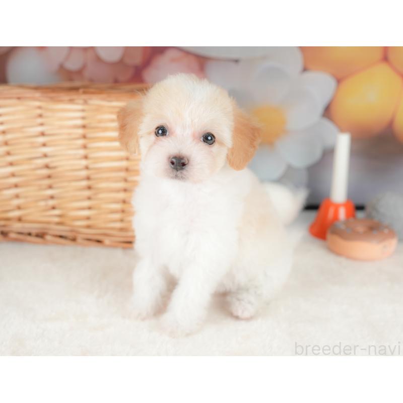 販売中の栃木県のビションプー:ビションフリーゼ×トイプードル-422725の11枚目