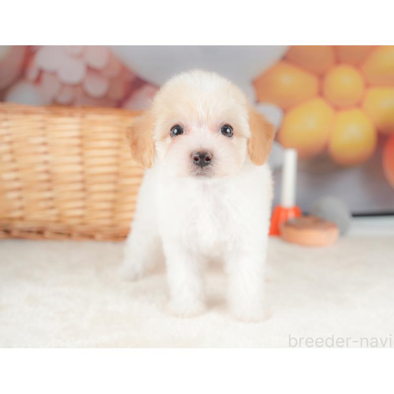 販売中の栃木県のビションプー:ビションフリーゼ×トイプードル-422725の10枚目