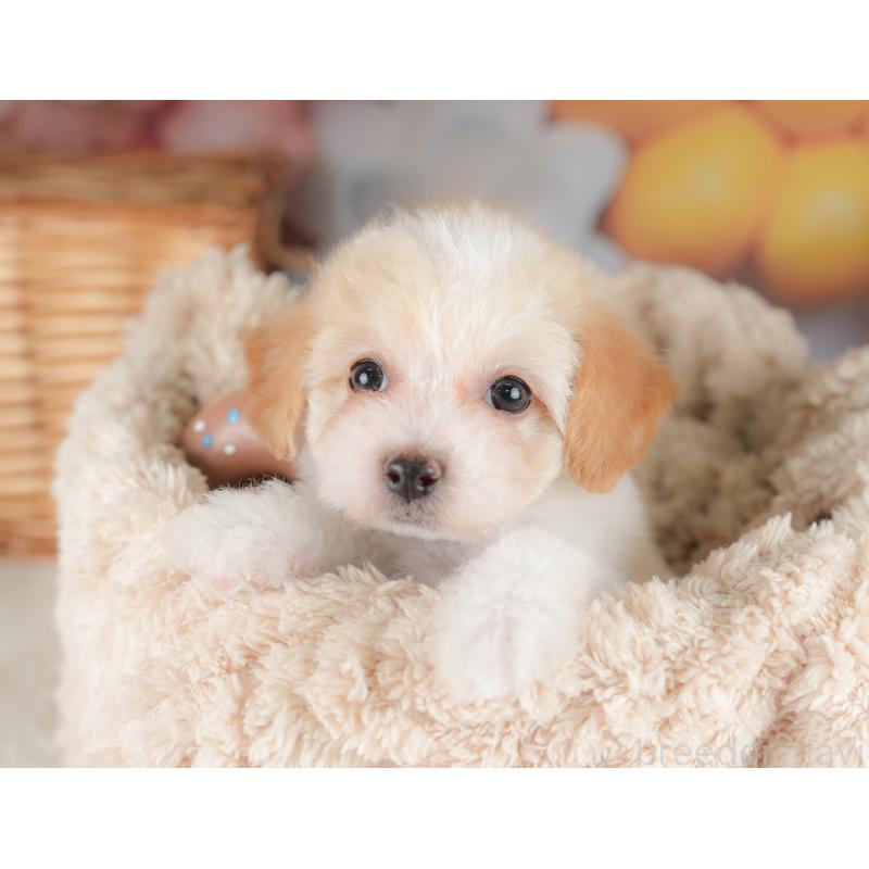 販売中の栃木県のビションプー:ビションフリーゼ×トイプードル-422725の9枚目