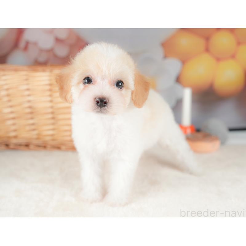 販売中の栃木県のビションプー:ビションフリーゼ×トイプードル-422725の8枚目