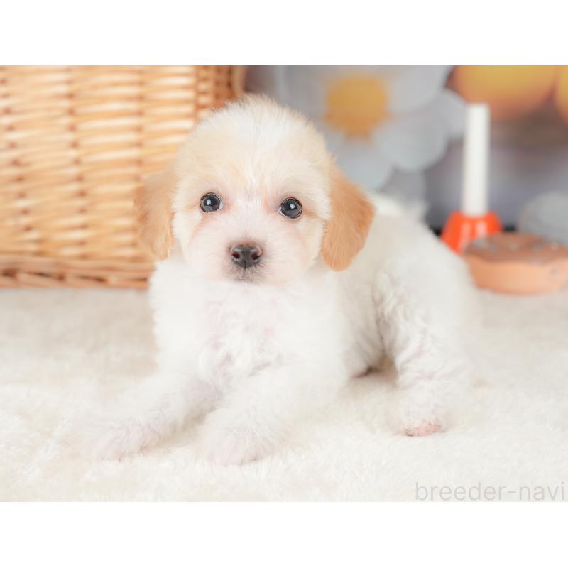 販売中の栃木県のビションプー:ビションフリーゼ×トイプードル-422725の7枚目