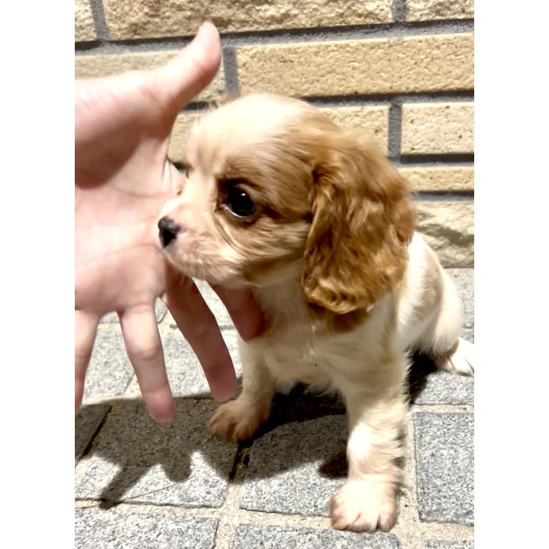 販売中の奈良県のキャバリアキングチャールズスパニエル-421368の7枚目