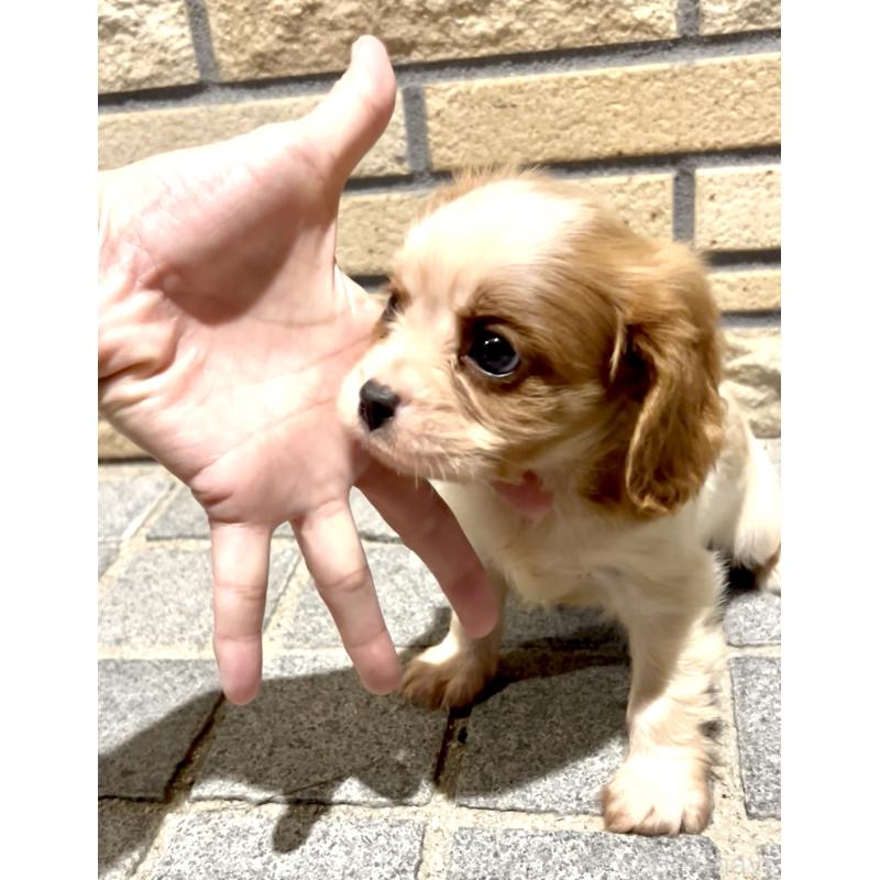 販売中の奈良県のキャバリアキングチャールズスパニエル-421368の1枚目