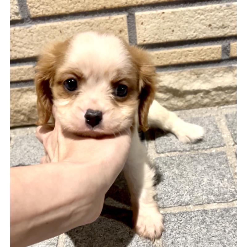 販売中の奈良県のキャバリアキングチャールズスパニエル-421368の5枚目