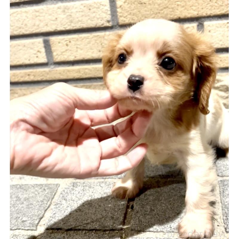 販売中の奈良県のキャバリアキングチャールズスパニエル-421368の4枚目